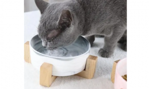 猫看得见白色碗里的水吗