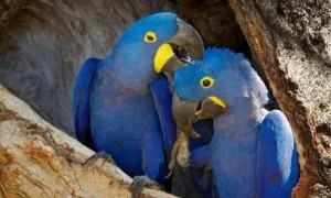 蓝金刚鹦鹉正式宣布灭绝