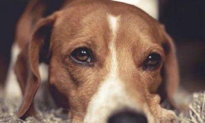科学解释狗狗为什么哭的厉害