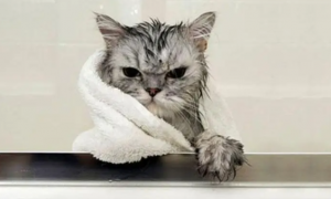 猫咪洗澡为什么要擦纸呢
