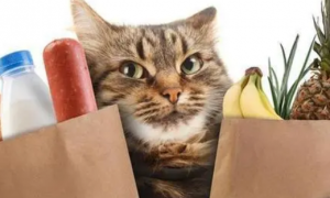 猫咪禁忌食物
