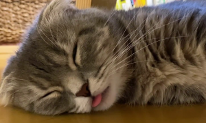 猫咪为什么喜欢睡在头上