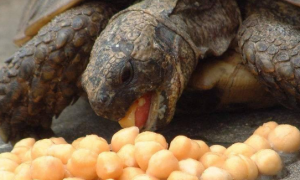 龟粮中颗粒适合多大的龟吃?