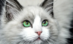 猫咪眼睛珠子比较小的原因