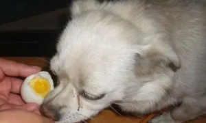 为什么狗狗吃完鸡蛋就吐了怎么回事