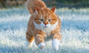 猫为什么喜欢到处乱跑