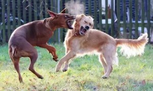 为什么有的狗狗不能打架呢