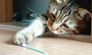 小猫咪怕棉签是怎么回事