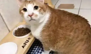 猫宁愿饿着也不吃猫粮