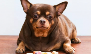 狗狗糖尿病能活几年