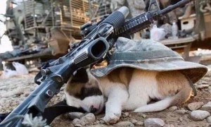 狗狗为什么怕枪