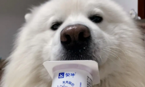 狗狗可以喝酸奶吗？为什么？