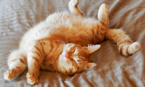猫咪睡觉双腿悬空是为什么呢