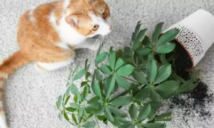 养猫不能养的植物大全