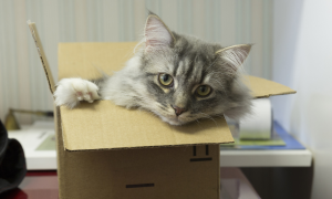 猫咪为什么喜欢躲在箱子里