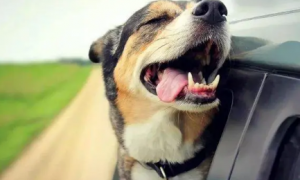 为什么狗狗坐车兴奋呢