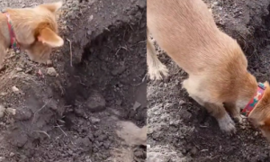 为什么狗狗懂得埋葬