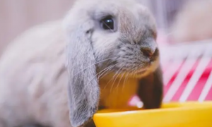兔子为什么不吃兔粮
