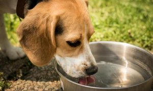 狗狗为什么不能吃生水