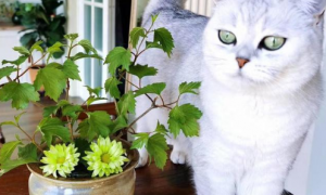 什么植物可以防猫