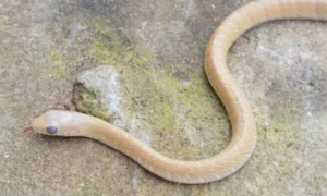 白化滑鼠蛇有毒吗