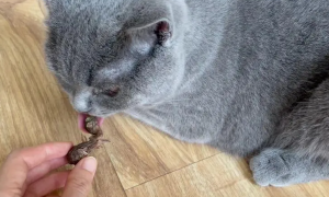 猫可以吃煮熟的鹌鹑吗