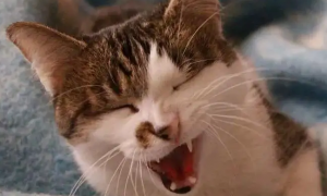 猫咳嗽一抽一抽的视频
