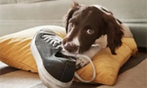 为什么狗狗喜欢叼鞋子放身边