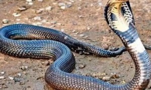 毒蛇为什么怕大王蛇