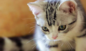 猫咪可以吃青霉素吗