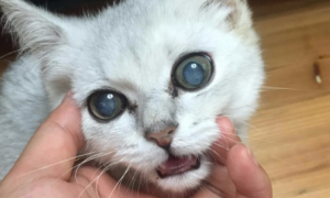 猫咪为什么眼球混浊的原因