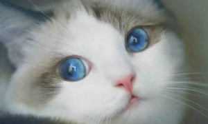 猫挤眼睛是什么意思