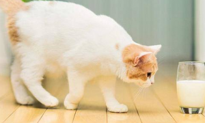 为什么猫咪不抵触酸奶味道