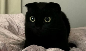 猫咪为什么会有黑色皮肤