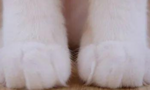猫爪含有狂犬病的几率