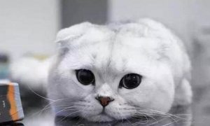 可爱猫咪为什么会流泪呢