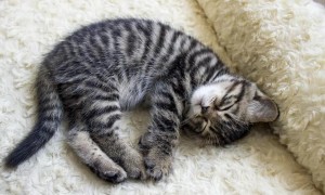 猫咪蹲着蜷缩睡觉是为什么呢