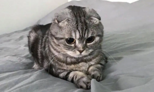 猫咪为什么会上床撒尿