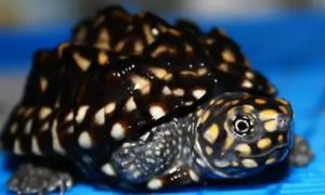 斑点池龟为什么暴跌