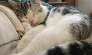 为什么猫咪喜欢背人睡觉的原因