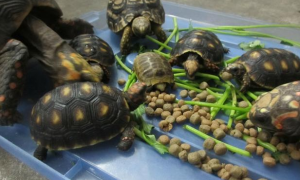龟苗一次吃几粒龟粮