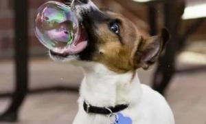 为什么狗狗总是吐泡泡呢