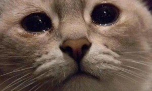 猫为什么会流泪