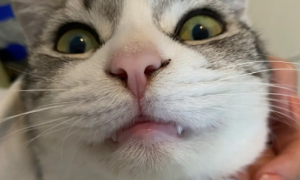 猫咪为什么长牙齿的原因