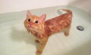 猫咪洗澡为什么会红红的