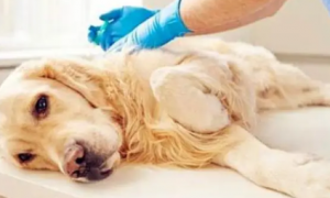 为什么狗狗会有肠炎呢怎么办