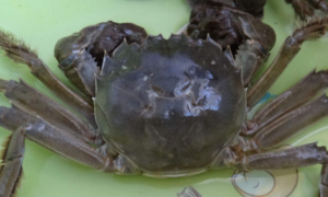螃蟹能吃龟粮吗