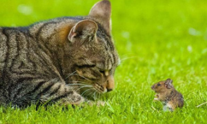 宠物猫为什么怕老鼠