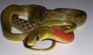 广东红脖子蛇是什么蛇