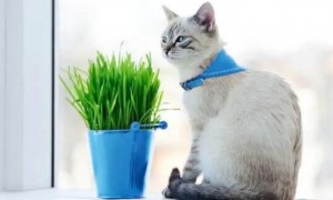 为什么要种猫草